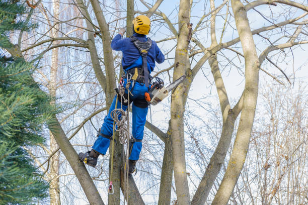 Best Emergency Tree Removal  in Wilkesboro, NC