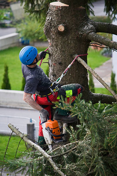 How Our Tree Care Process Works  in  Wilkesboro, NC