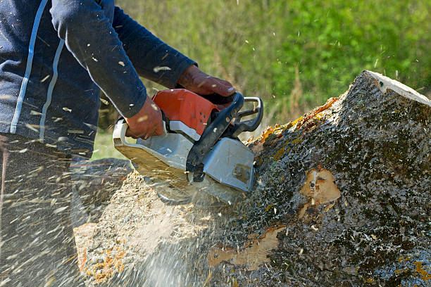 Reliable Wilkesboro, NC Tree Removal Solutions